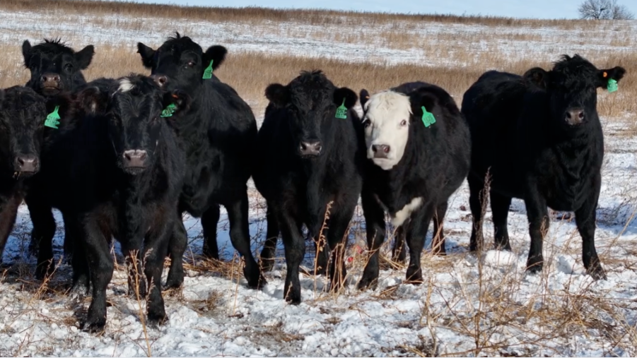 1050 lb Black & Baldy Heifers • March–April Calvers • Honest, Ranch-Ready Set-BH12053A5